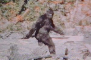 Big-Foot-filmed-by-Roger-Patterson-in-Bluff-Creek-in-1967