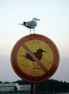 bird-breaking-the-rules