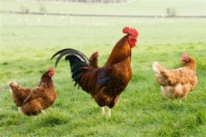 raising-free-range-chickens-5