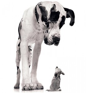 big_dog_little_dog-277x300